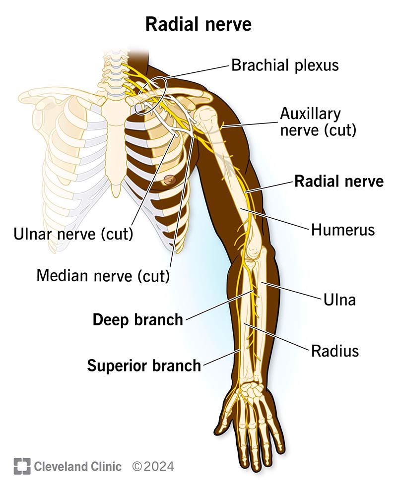 human nervous system arm