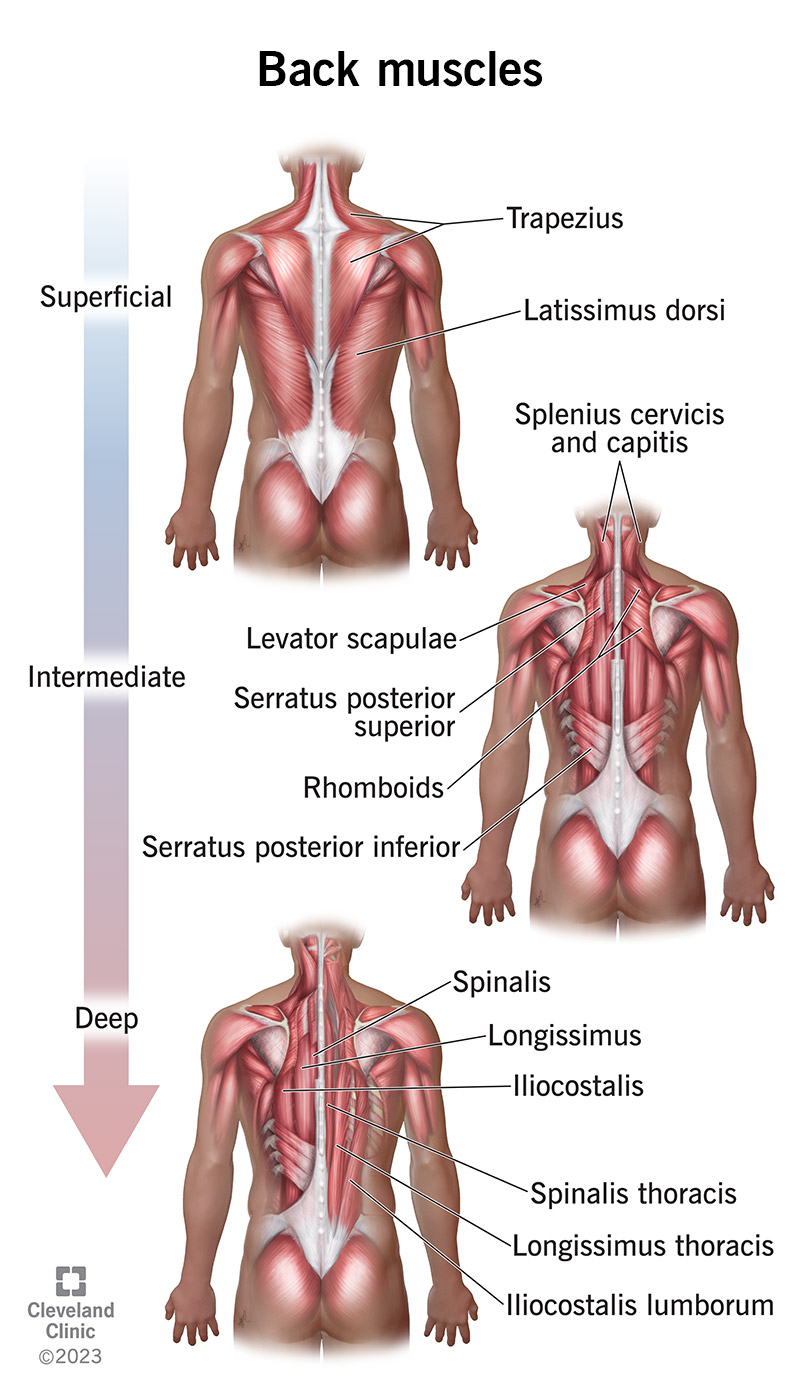 Back muscles are divided into three groups or layers: superficial, intermediate and intrinsic (deep)