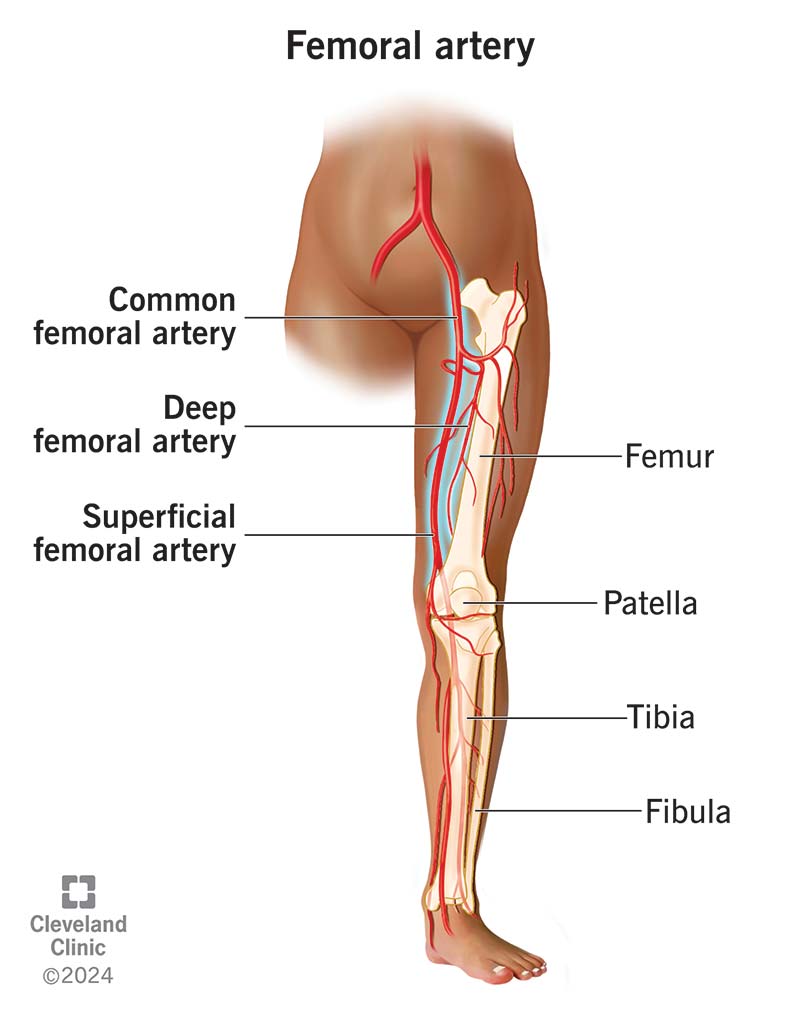 Your femoral artery supplies blood to your leg and other parts of your lower body