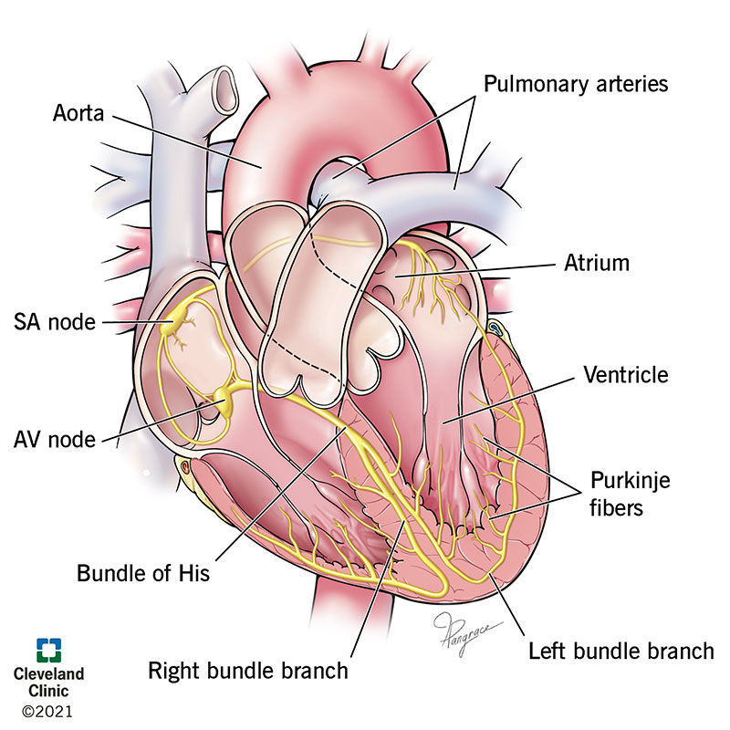 Diagram of the cardiac conduction system | Cleveland Clinic