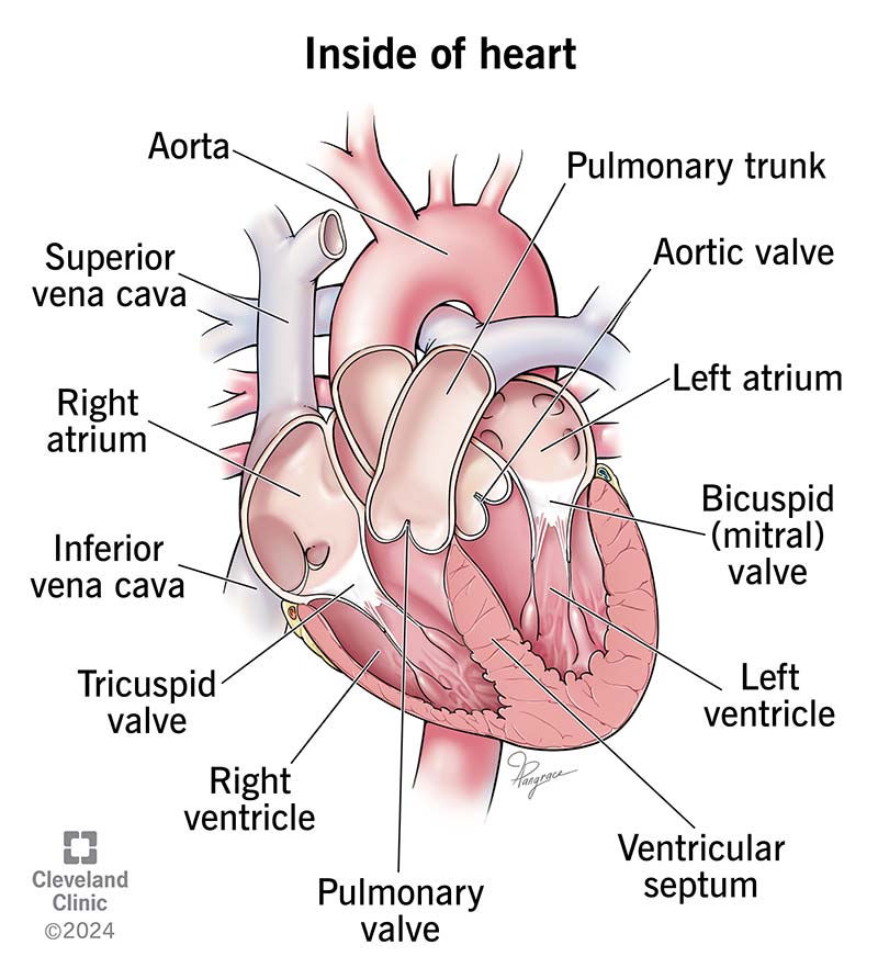 The chambers and valves of the heart.
