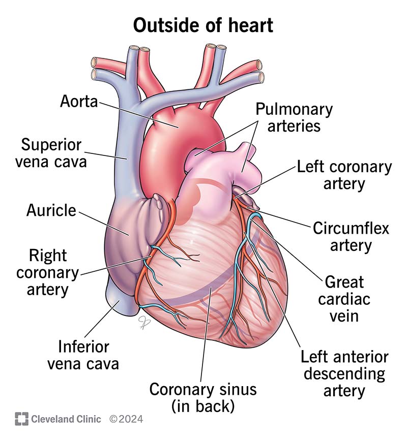 The heart and the major arteries and veins going into and out of it.