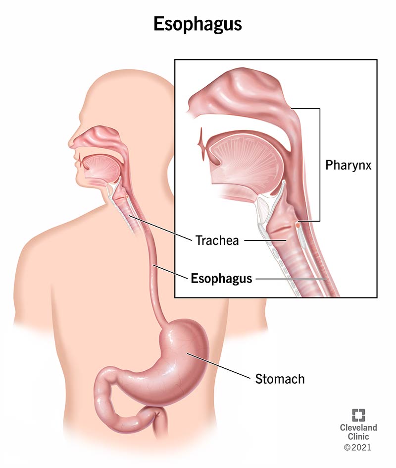 Your esophagus is a hollow, muscular tube located behind your windpipe (trachea). It passes food and liquid from your throat (pharynx) to your stomach.