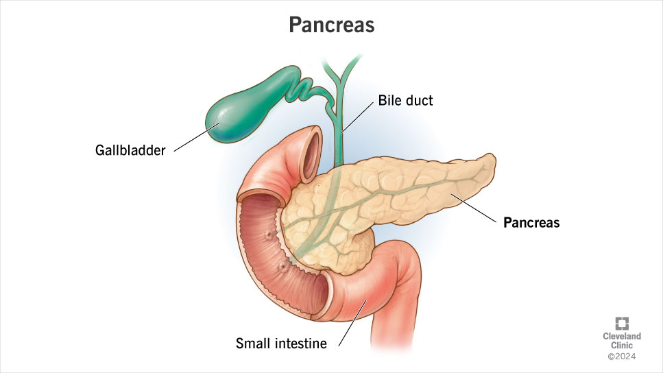 Your pancreas is connected to your biliary system. It sends enzymes to your intestine through your bile ducts.