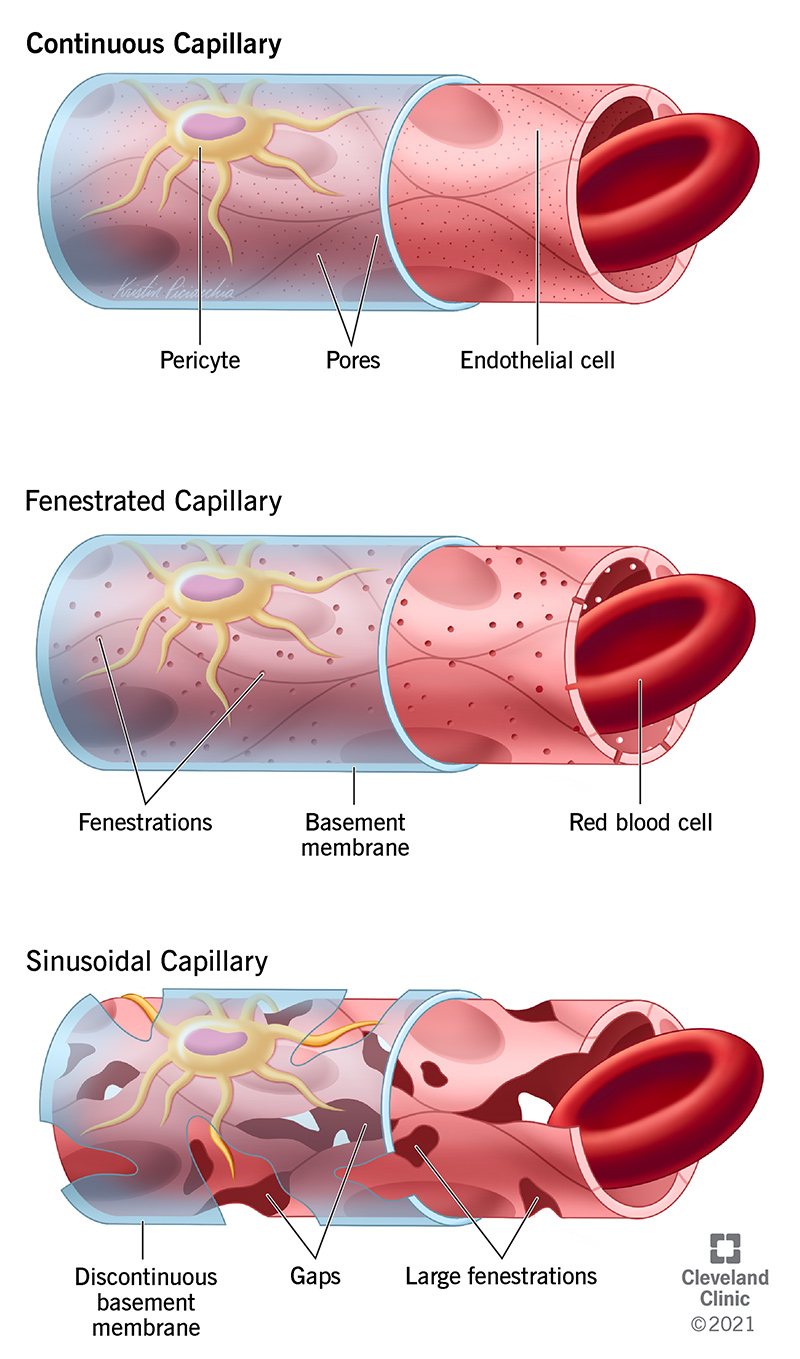 fenestration of blood vessels