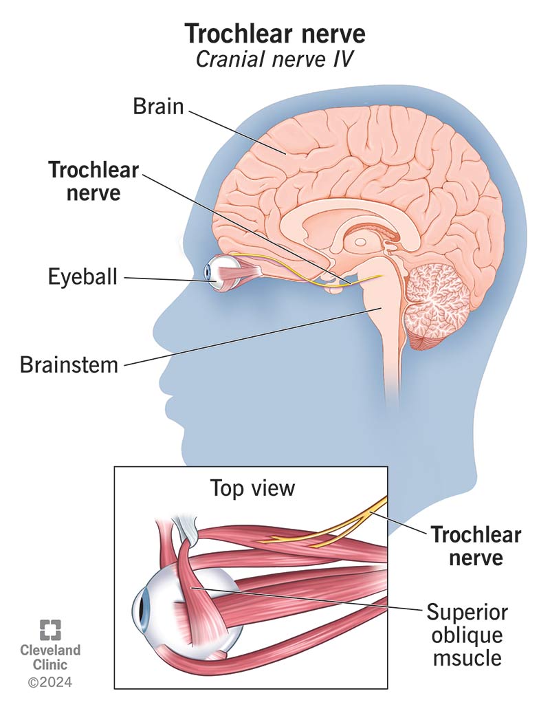 Profile of a head highlighting the brain, eye, trochlear nerve and superior oblique muscle.