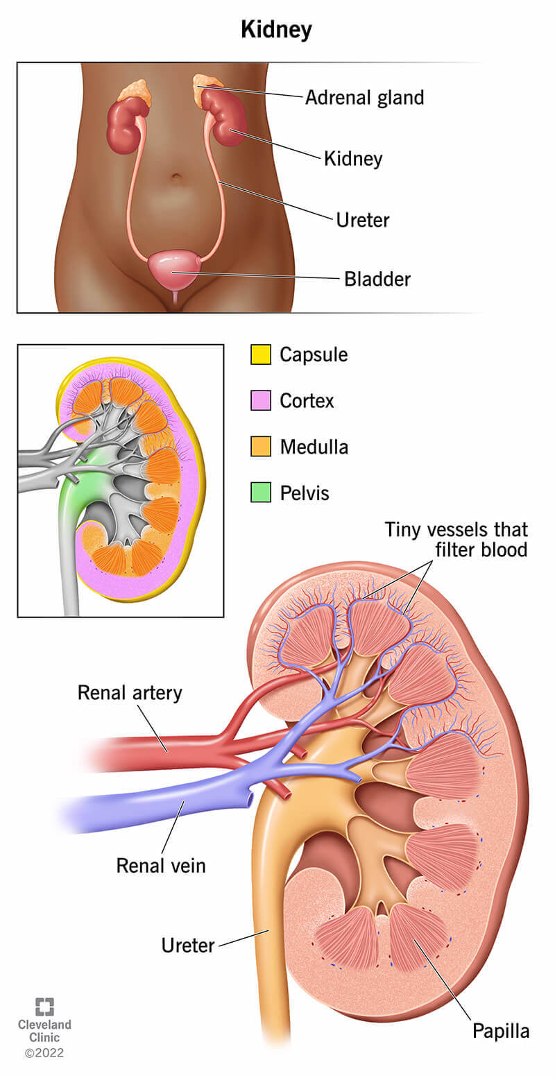 Kidney anatomy, including their location in the body and details of the parts that make up your kidneys.