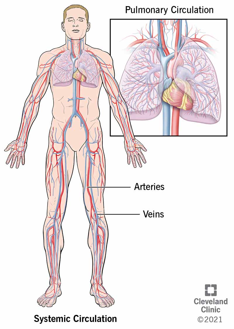 Drawing of heart and blood vessels in the body
