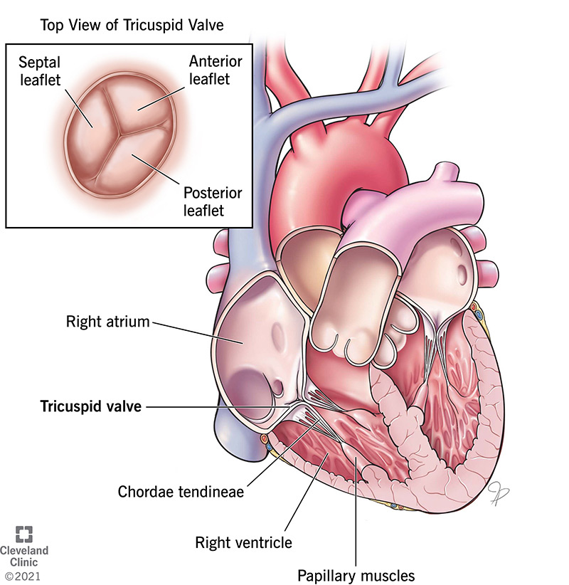 Anatomy of the tricuspid valve.