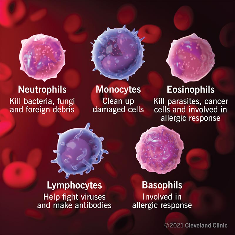 The Types of White Blood Cells, including neutrophils, monocytes, eosinophils, lymphocytes and basophils