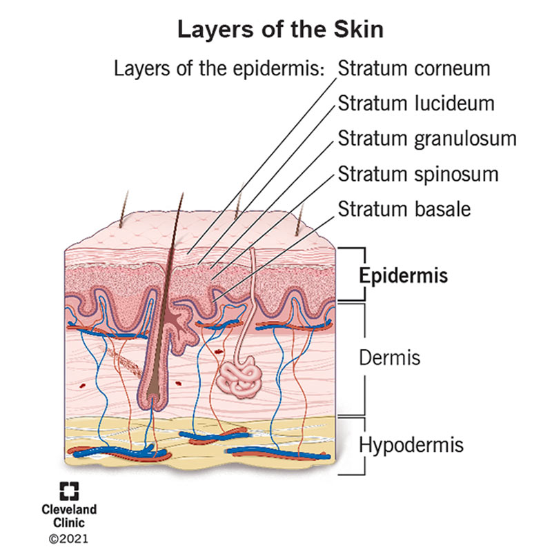 Epidermis (Outer Layer of Skin): Layers, Function, Structure