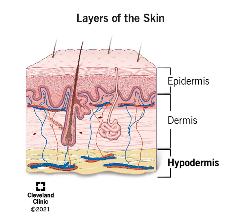 Medical illustration of the hypodermis.