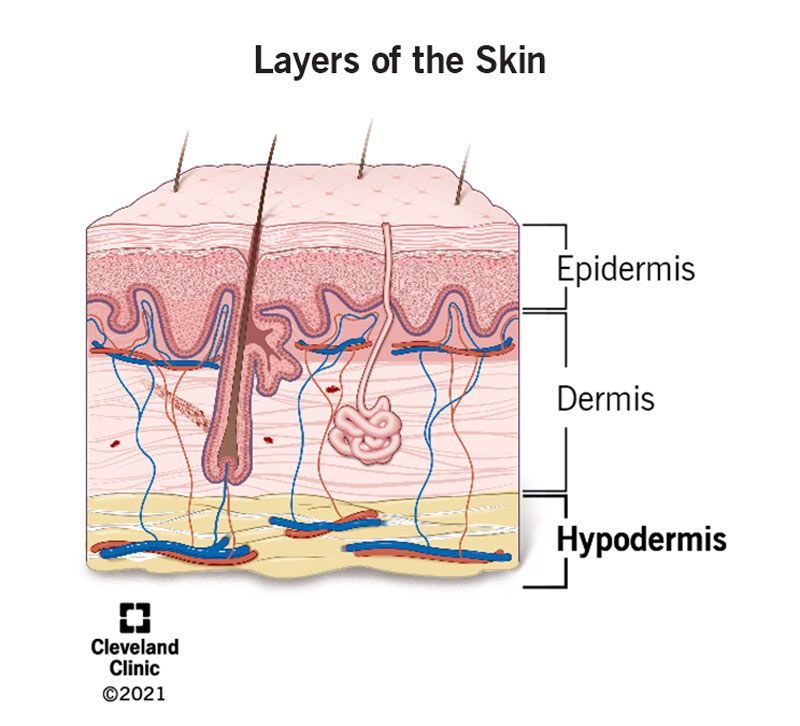 structure of hypodermis