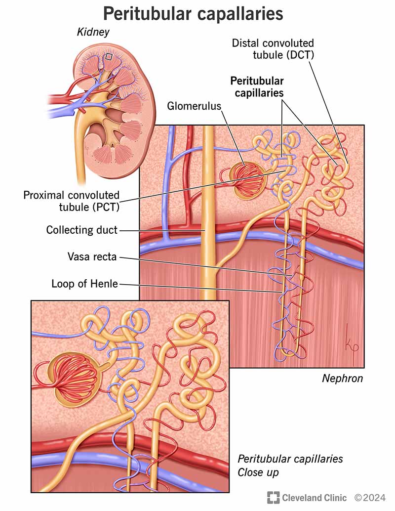 Your peritubular capillaries surround parts of your distal convoluted tubule and proximal convoluted tubule