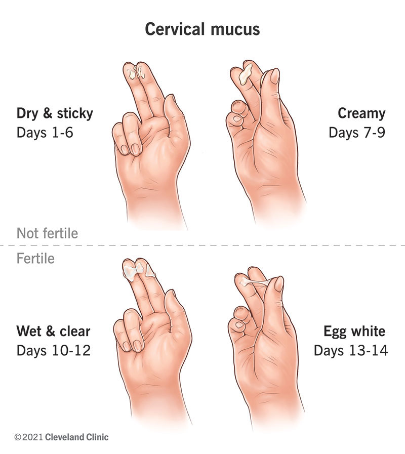 Checking your cervical mucus for ovulation.