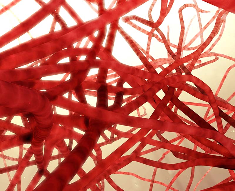 A 3D image of capillaries.