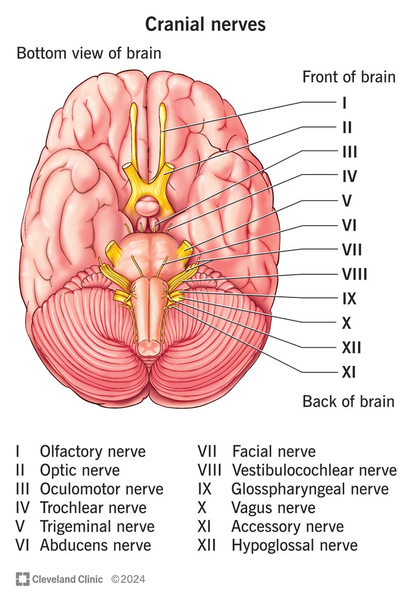 Illustration showing where each of the 12 pairs of cranial nerves branch off from the brain.