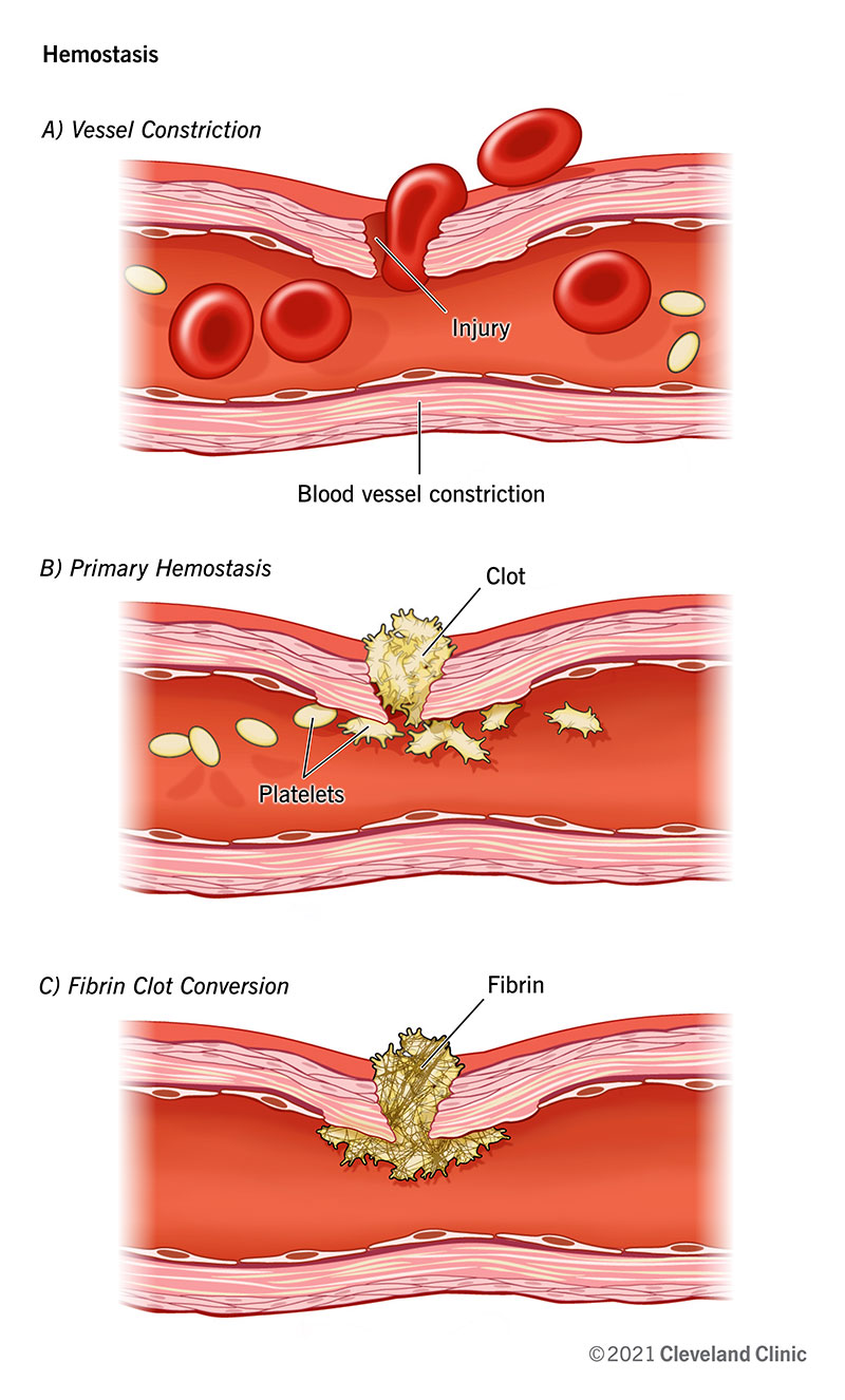 During hemostasis, your body plugs a bleeding wound and uses that plug as a starting point to repair the injury.