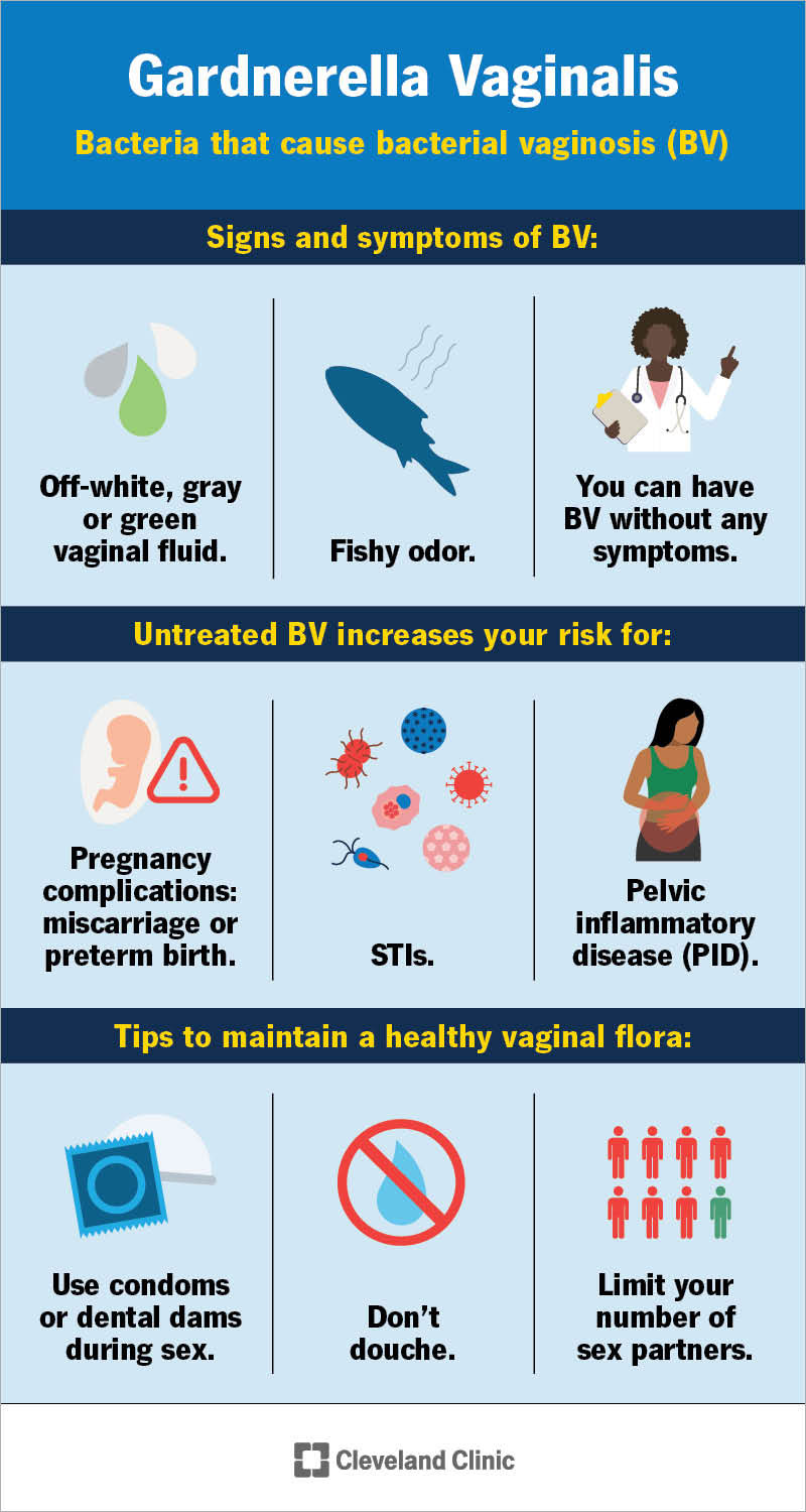 Gardneralla vaginalis is a bacterium that plays a major role in causing bacterial vaginosis (BV), a common vaginal infection