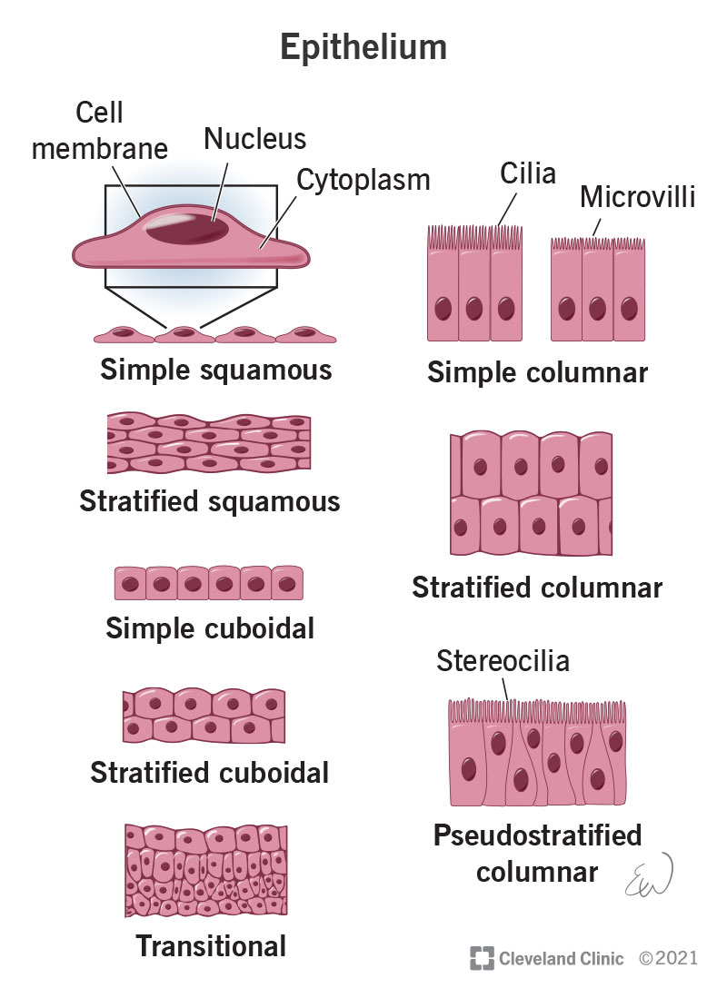 Illustration of the several different types of epithelial cells, including simple squamous, simple columnar, stratified cuboidal and more.