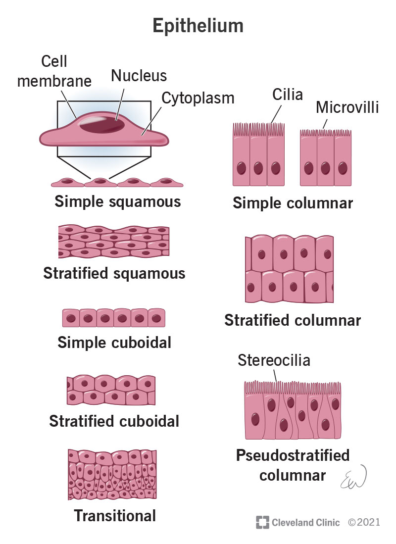 Illustration of types of epithelial cells, including simple squamous, simple columnar, stratified cuboidal and more.