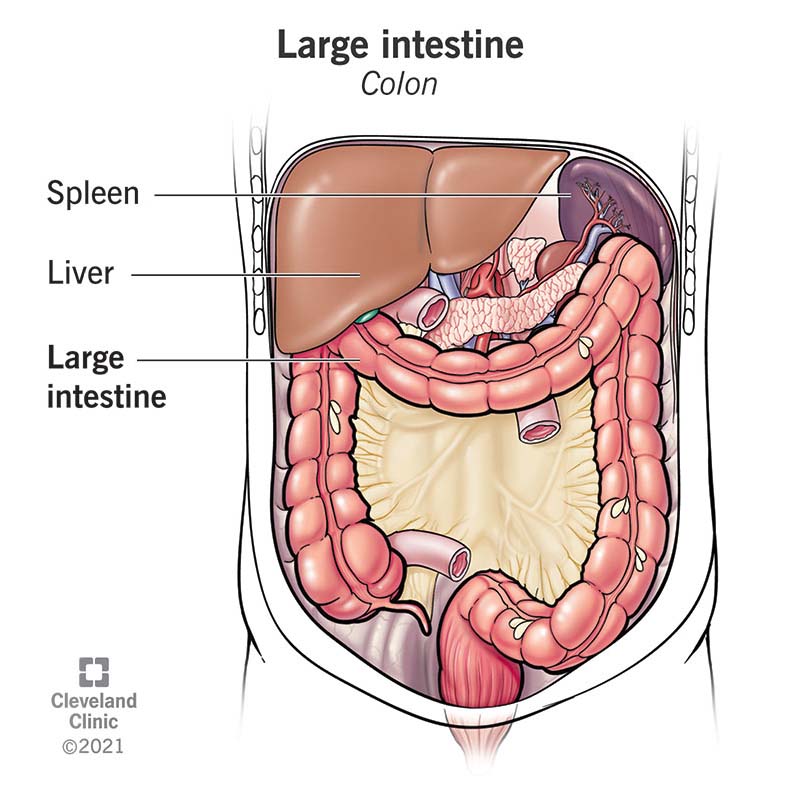 The large intestine or colon is part of the human digestive system.