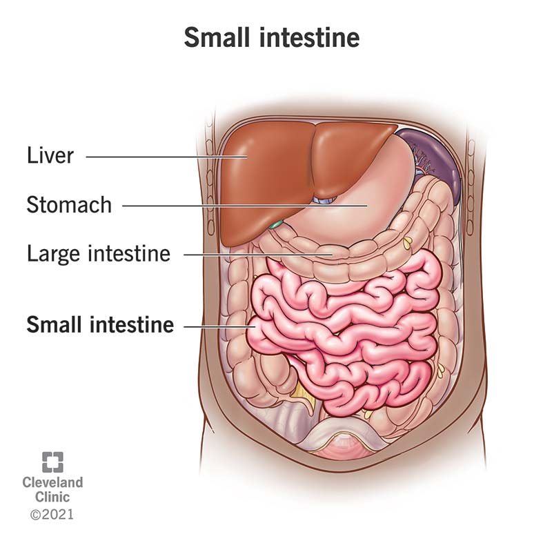 The small intestine lays in many folds in the middle of the abdominal cavity. It’s framed by the large intestine.