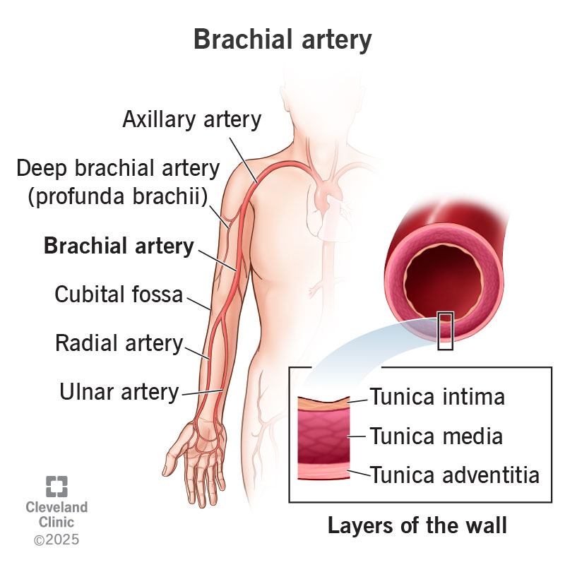 The brachial artery is a continuation of the axillary artery. It runs from just below your shoulder to your inner elbow
