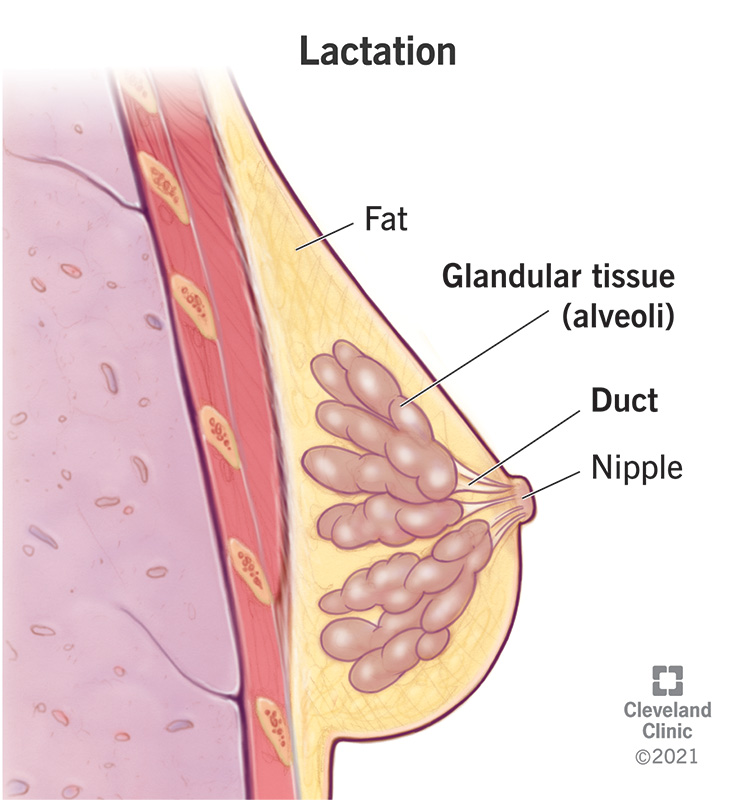 Lactation Human Milk Production How it Works