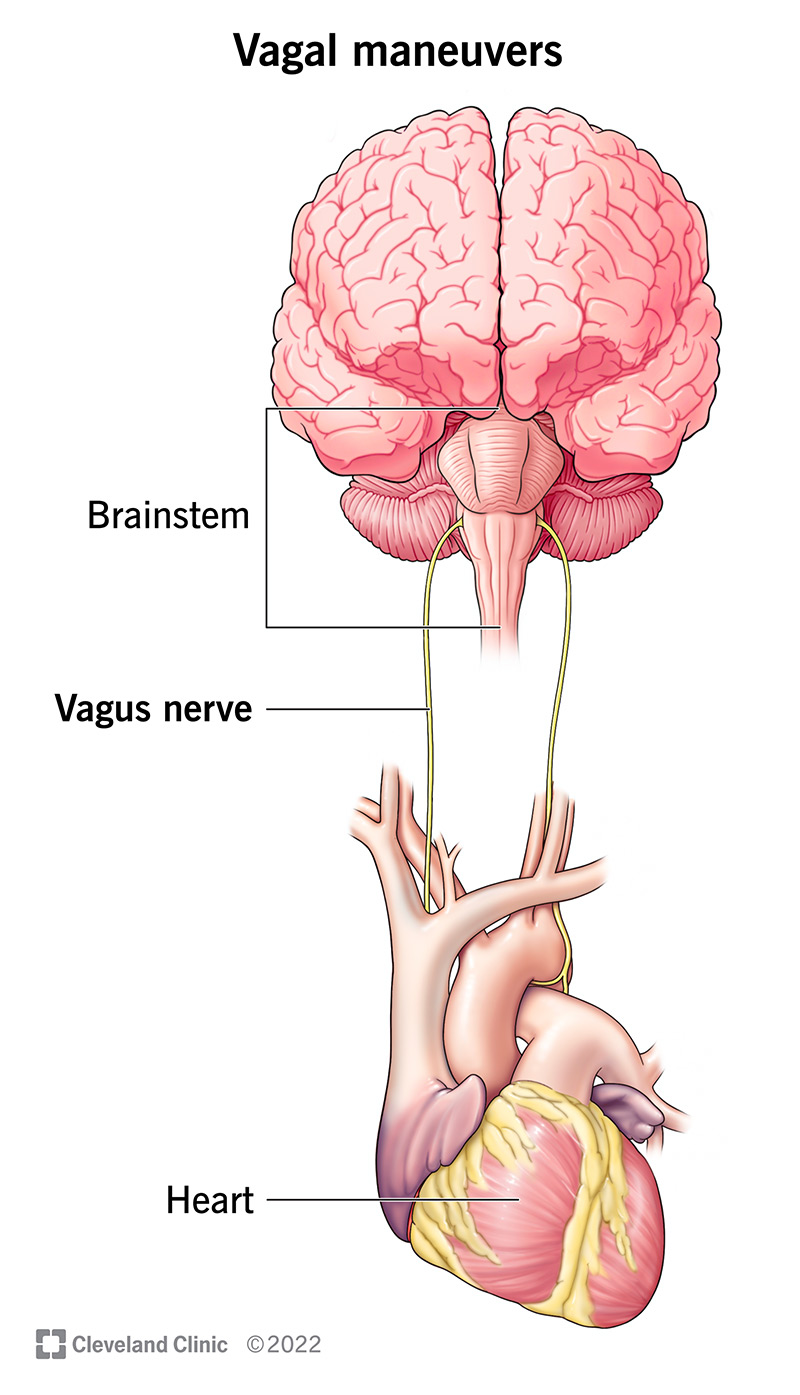 Illustration showing how the vagus nerve connects the heart and brain.