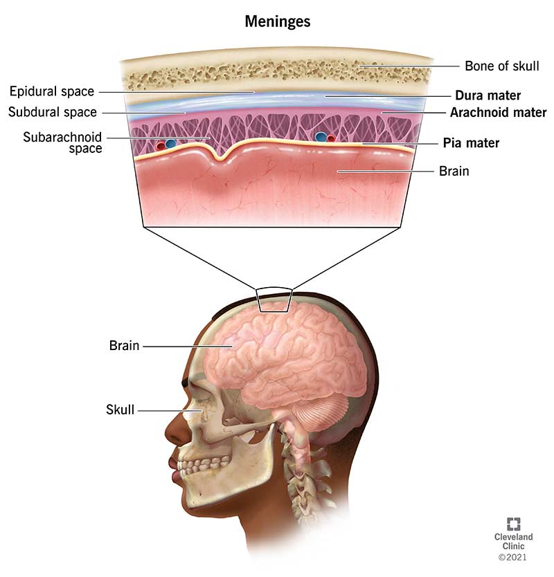 brain tissue layers