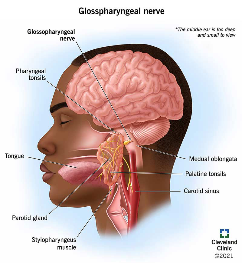 Glossopharyngeal Nerve and what it innervates