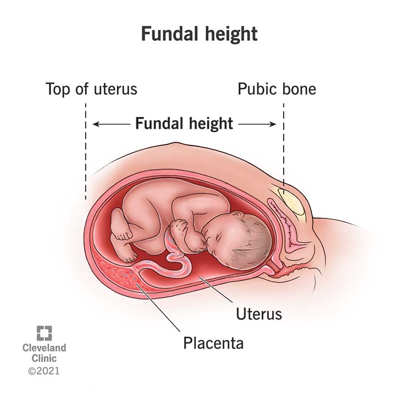 fundal-height-measurement-what-it-means-accuracy