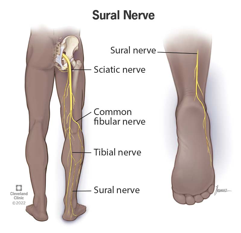 The sural nerve travels down the back outer part of your leg, curves at your ankle and ends before your toes.