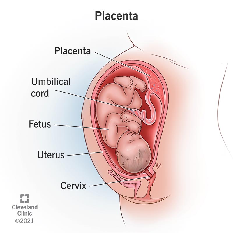 placenta and umbilical cord diagram