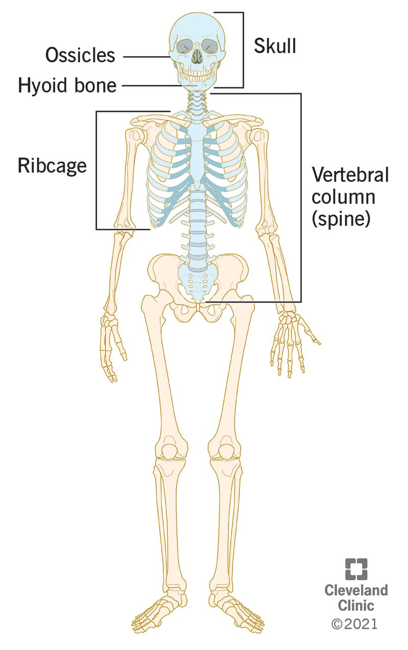 Your axial skeleton is made up of bones in your head, neck, back and chest.