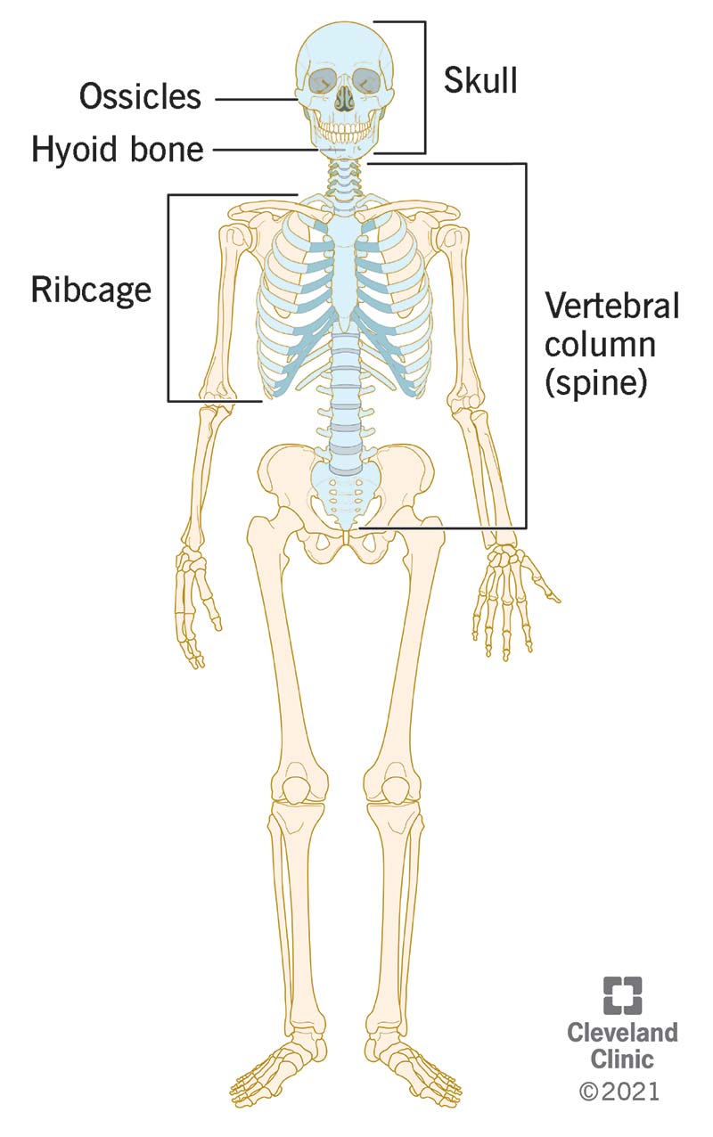 human body bones back