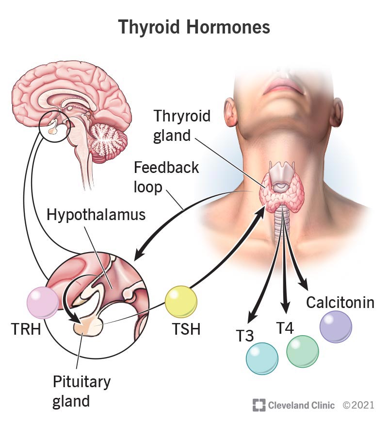 Thyroid Hormone Illustration