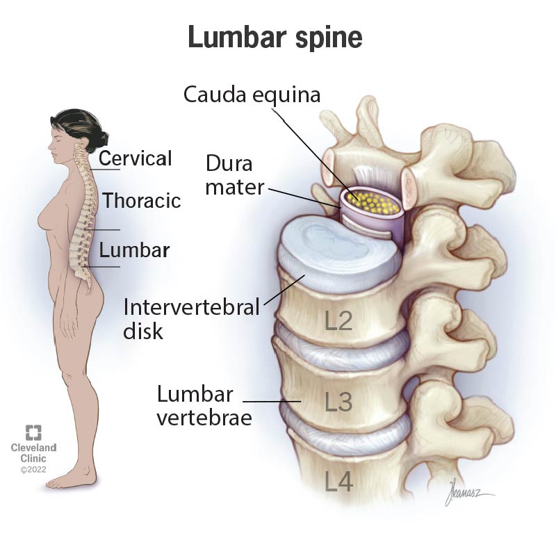 Your lumbar spine is below your cervical and thoracic spine. It’s made of disks and vertebrae.
