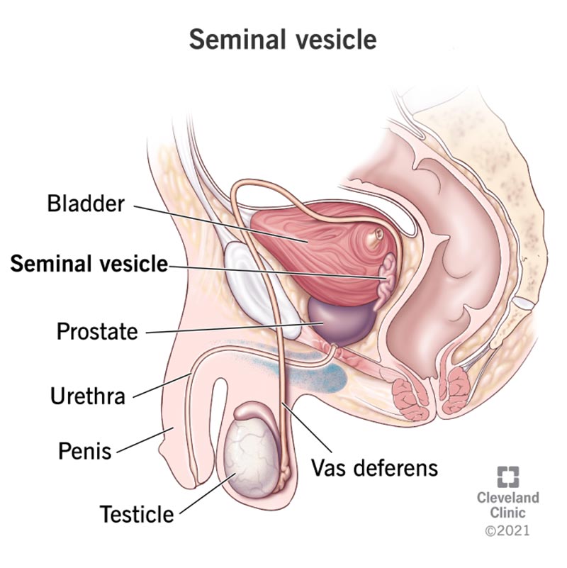 ampulla male reproductive system