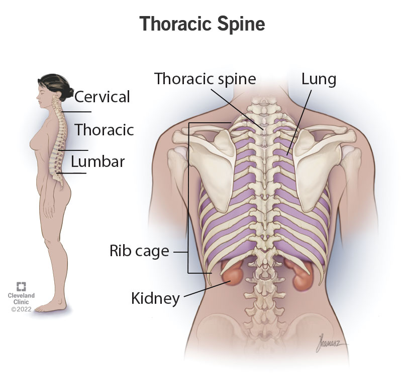 Illustration of a woman portraying the cervical (neck), thoracic (middle back) and lumbar (low back) parts of her spine.