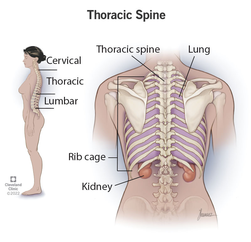 thoracic vertebrae diagram