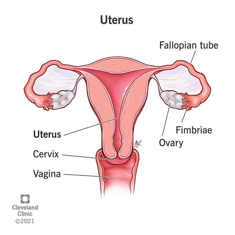 Anatomy of the uterus. Drawing also shows the location of the cervix, fallopian tubes, vagina and fimbriae.