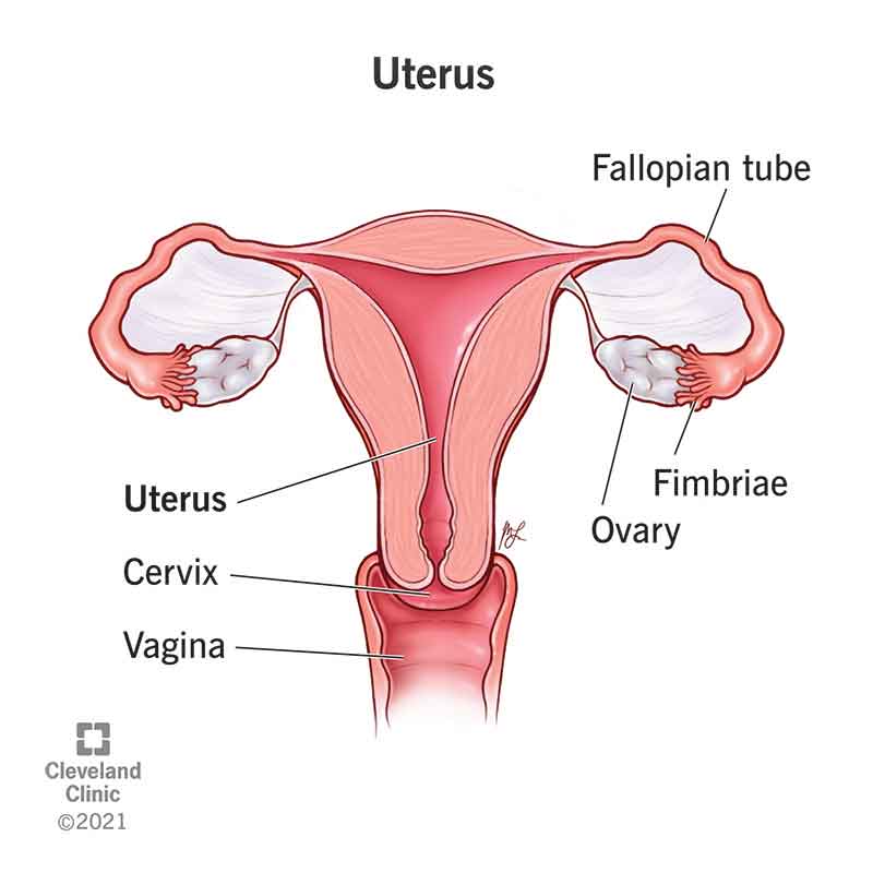 Uterus Anatomy Function Size Position And Conditions