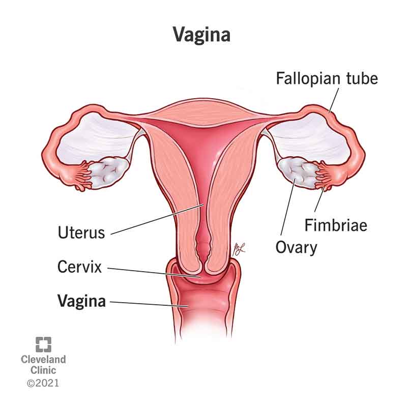 Reproductive system of a person assigned female at birth, including the vagina.
