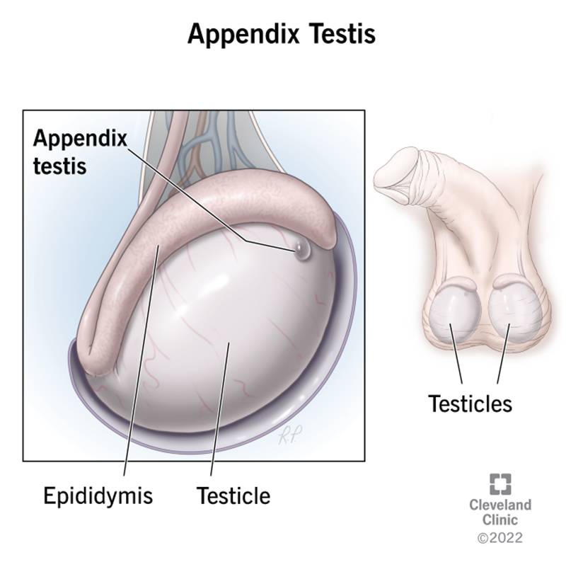 Testes: Anatomy, Function, and Associated Conditions