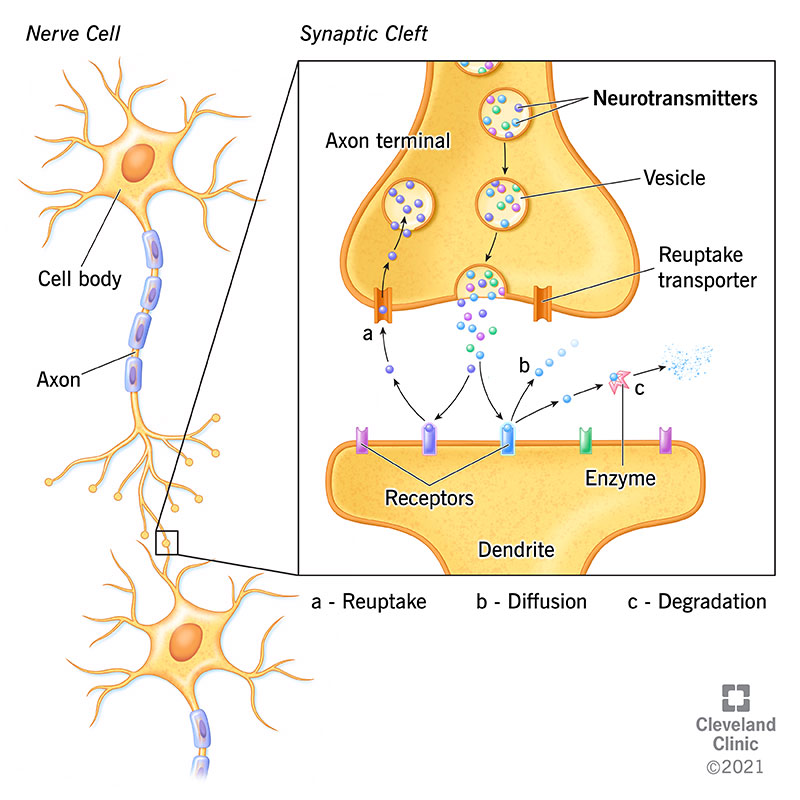 Neurotransmitters are located in a part of the neuron called the axon terminal.