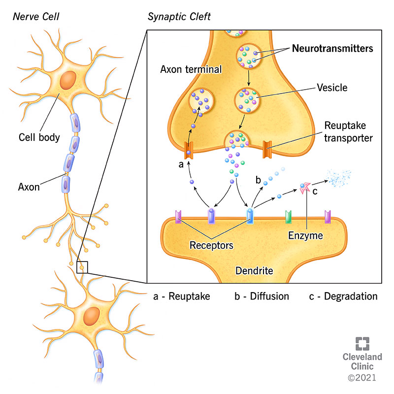 reuptake neuron