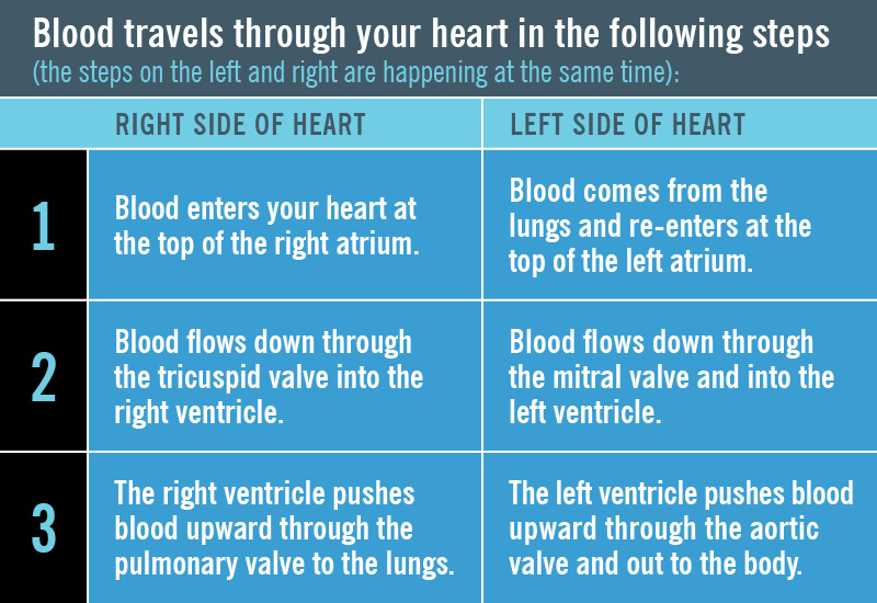 Function of the Heart's Electrical System