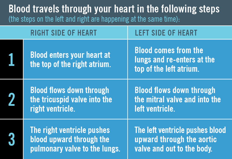The continuous cycle of how blood flows through the four chambers on the left and right sides of your heart.
